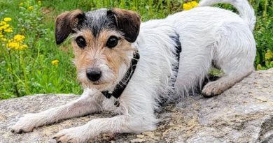 Parson Russell Terrier: storia, carattere e motivazioni di un terrier che non finge di essere altro