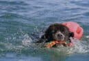 Cane Terranova mentre nuota in mare con un riportello