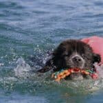 Cane Terranova mentre nuota in mare con un riportello