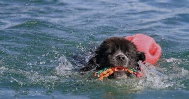 Cane Terranova mentre nuota in mare con un riportello