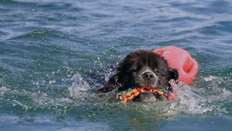 Cane Terranova mentre nuota in mare con un riportello