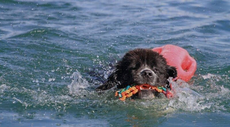 Cane Terranova mentre nuota in mare con un riportello