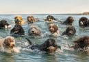 I cani da acqua, chi sono gli specialisti tra le onde