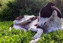 Indice di Rischio Parassitario: un nuovo strumento per la salute dei nostri cani