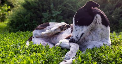Indice di Rischio Parassitario: un nuovo strumento per la salute dei nostri cani