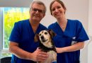 Un nuovo farmaco per i tumori aggressivi dei cani. Damiano Stefanello racconta la ricerca e le prospettive future