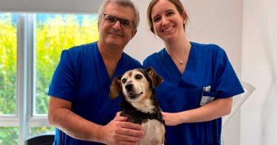 Un nuovo farmaco per i tumori aggressivi dei cani. Damiano Stefanello racconta la ricerca e le prospettive future