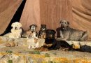 Non solo Argo, gli altri cani italiani dell’Odissea di Nolan