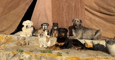 Non solo Argo, gli altri cani italiani dell’Odissea di Nolan