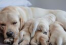 Labrador adulto con i suoi cuccioli addormentati