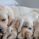 Labrador adulto con i suoi cuccioli addormentati