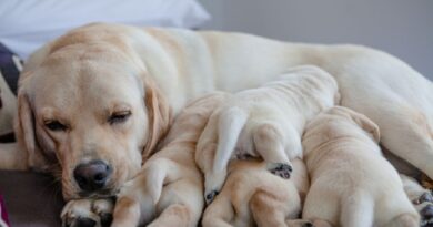 Labrador adulto con i suoi cuccioli addormentati