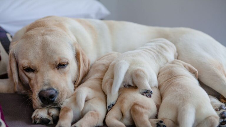 Labrador adulto con i suoi cuccioli addormentati
