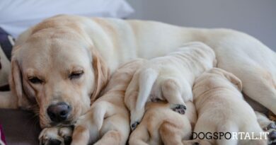 Labrador adulto con i suoi cuccioli addormentati