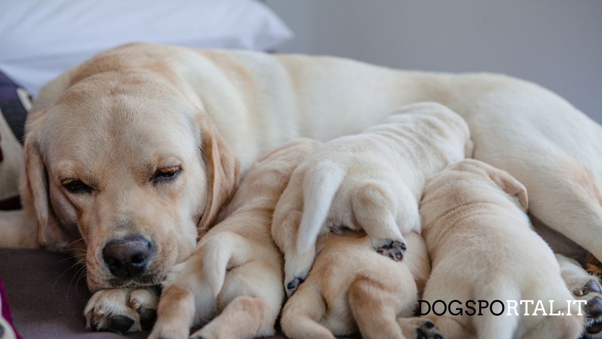 Labrador adulto con i suoi cuccioli addormentati