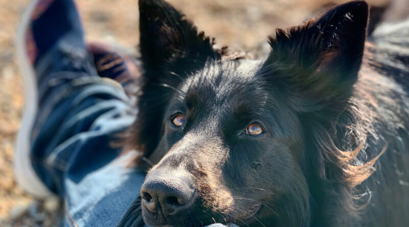 Cane appoggiato alle gambe di una persona, immagine dell’Accademia della Relazione Uomo-Cane UAM