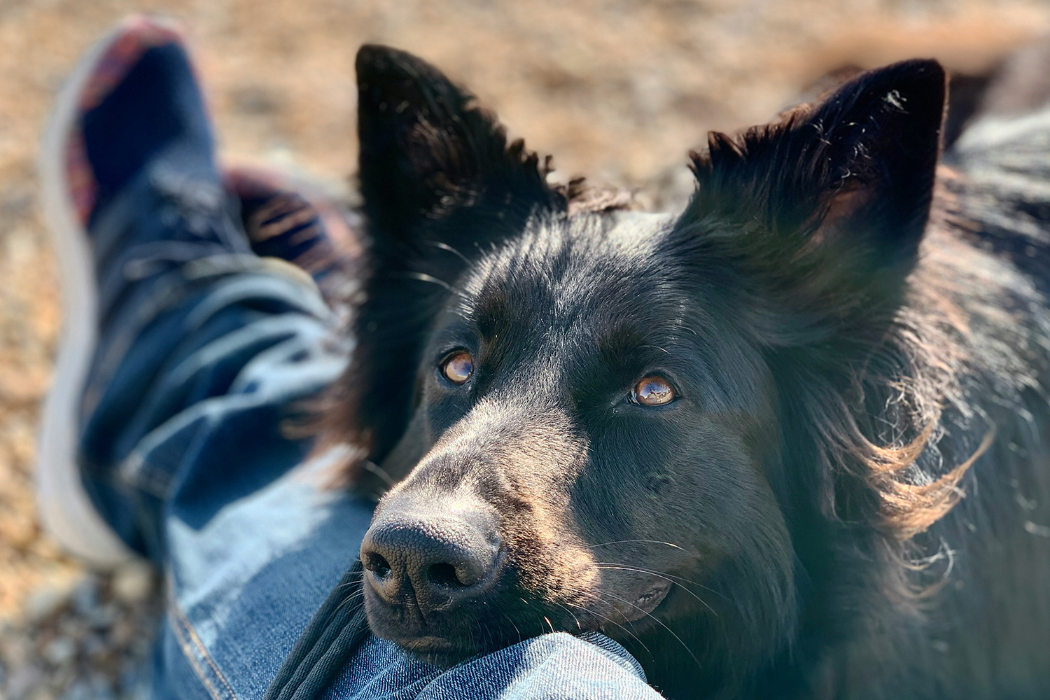 Cane appoggiato alle gambe di una persona, immagine dell’Accademia della Relazione Uomo-Cane UAM