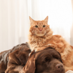 Cane e gatto insieme, copertina della Rassegna Zampa del 30 settembre 2026