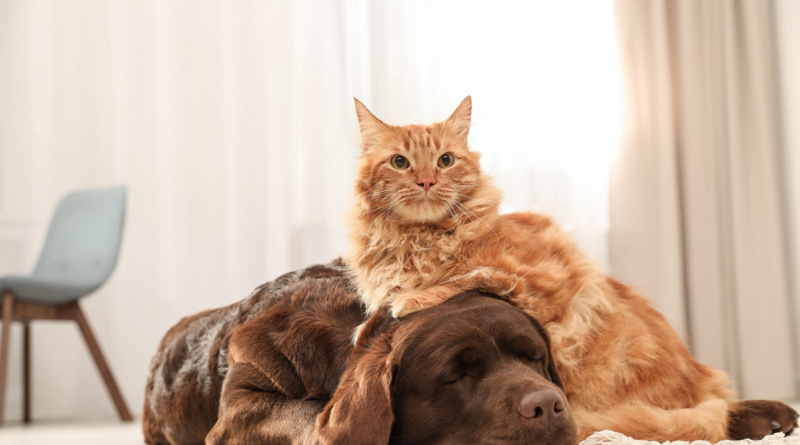 Cane e gatto insieme, copertina della Rassegna Zampa del 30 settembre 2026
