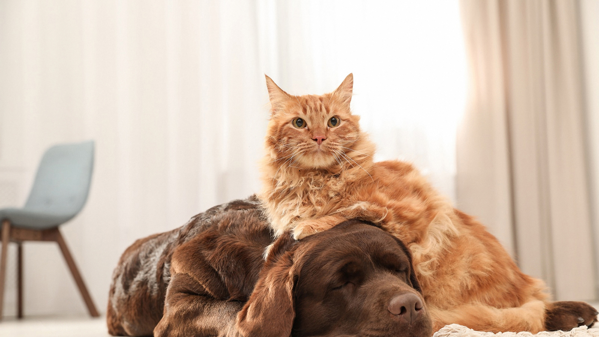 Cane e gatto insieme, copertina della Rassegna Zampa del 30 settembre 2026