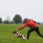 Gian Maria Diano con l’Epagneul Breton Magic durante un’attività cinofila