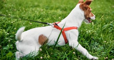 Gestire la predazione in città: quando il tuo Terrier insegue bici, runner e gatti.