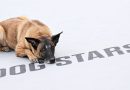 The Dog Stars, chi è il cane che interpreta Jasper
