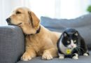 Italian Pet Summit 2026: il programma e chi interviene Italian Pet Summit 2026: il programma e chi interviene