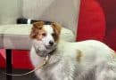 Non basta chiamarli pet: la relazione è la vera sfida Non basta chiamarli pet: la relazione è la vera sfida