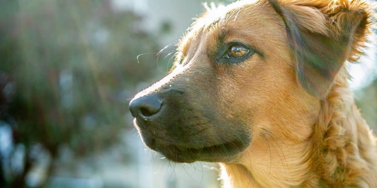 Scegliere il cane giusto: una decisione che può cambiarci la vita Scegliere il cane giusto: una decisione che può cambiarci la vita