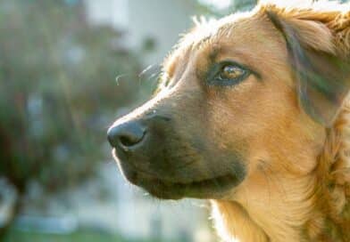 Scegliere il cane giusto: una decisione che può cambiarci la vita Scegliere il cane giusto: una decisione che può cambiarci la vita