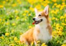 Cucciolo di Welsh Corgi Pembroke in un prato