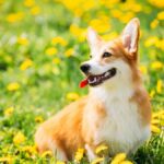 Cucciolo di Welsh Corgi Pembroke in un prato