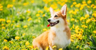 Cucciolo di Welsh Corgi Pembroke in un prato