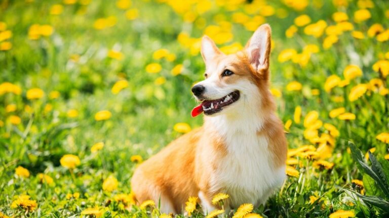 Cucciolo di Welsh Corgi Pembroke in un prato