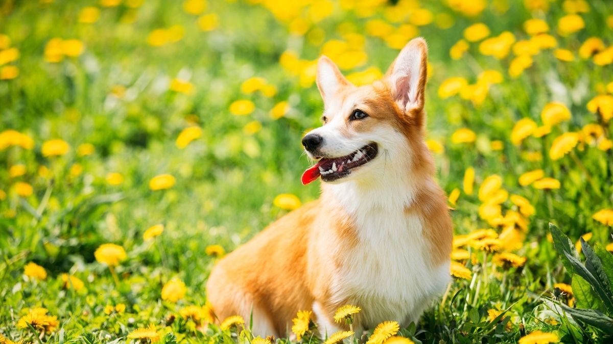 Cucciolo di Welsh Corgi Pembroke in un prato