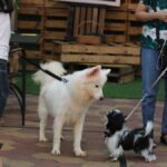 Due cani al guinzaglio si incontrano sotto lo sguardo delle persone