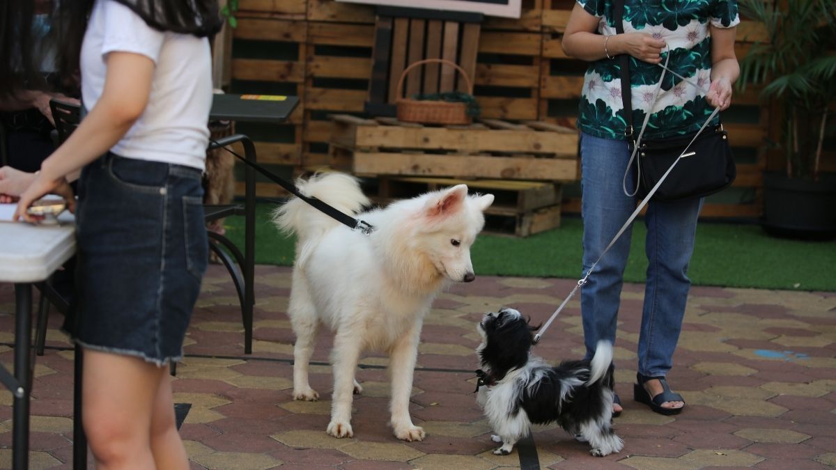 Due cani al guinzaglio si incontrano sotto lo sguardo delle persone