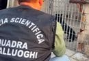 Rassegna Zampa Speciale Operazione “L’inferno dei Pitbull” a Gela: 13 cani sequestrati, una rete tra Sicilia e Campania e tutto quello che c’è da sapere sui combattimenti clandestini tra cani Rassegna Zampa Speciale Operazione “L’inferno dei Pitbull” a Gela: 13 cani sequestrati, una rete tra Sicilia e Campania e tutto quello che c’è da sapere sui combattimenti clandestini tra cani