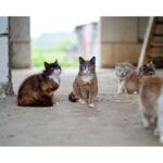Gruppo di gatti in ambiente urbano per la Rassegna Zampa del 29 settembre 2026
