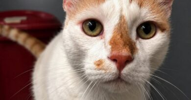 Storie con i baffi: a Monza i bambini incontrano i gatti attraverso i libri