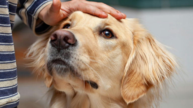 Un bambino accarezza un cane: immagine di copertina sul linguaggio emotivo nella relazione tra bambini e cani