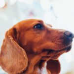 Primo piano di un cane dal mantello rossiccio, immagine di repertorio