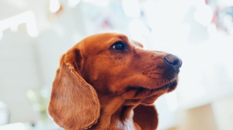 Primo piano di un cane dal mantello rossiccio, immagine di repertorio