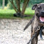 Cane al guinzaglio in un’area esterna, copertina della Rassegna Zampa dell’8 ottobre 2026